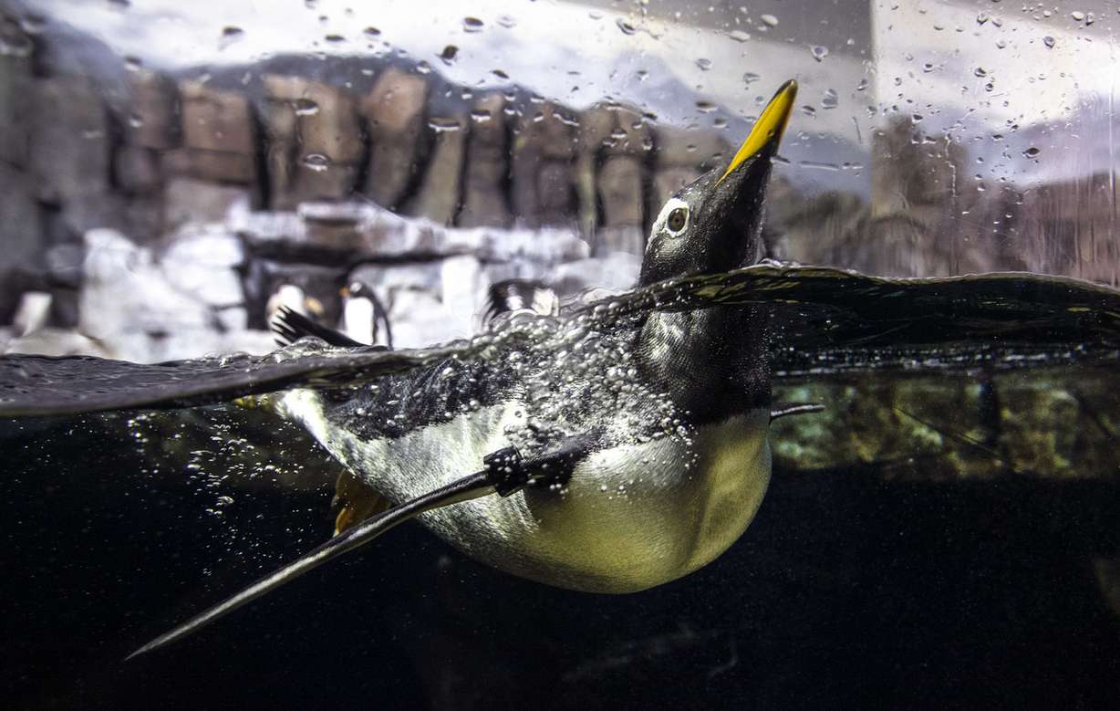 Loki, a gentoo penguin, floats on the water at Loveland Living Planet Aquarium in Draper on Friday, Aug. 17, 2018. The aquarium announced that is penguins are the focus of the first-ever study to test the paternity of the gentoo penguin. (Photo: Steve Griffin, KSL)