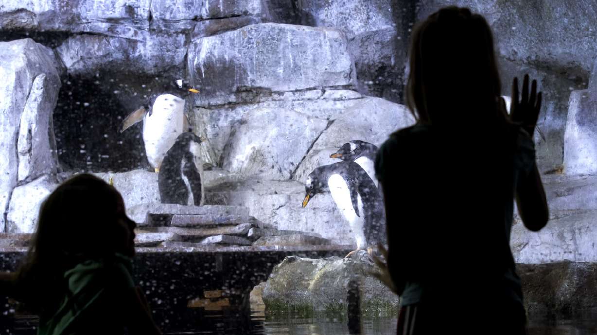 UVU research shows penguins aren't as monogamous as widely believed