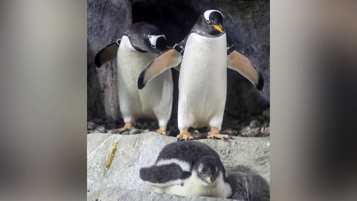Gentoo penguins are pictured at Loveland Living Planet Aquarium in Draper on Friday, Aug. 17, 2018. The aquarium announced that is penguins are the focus of the first-ever study to test the paternity of the gentoo penguin. (Photo: Steve Griffin, KSL)