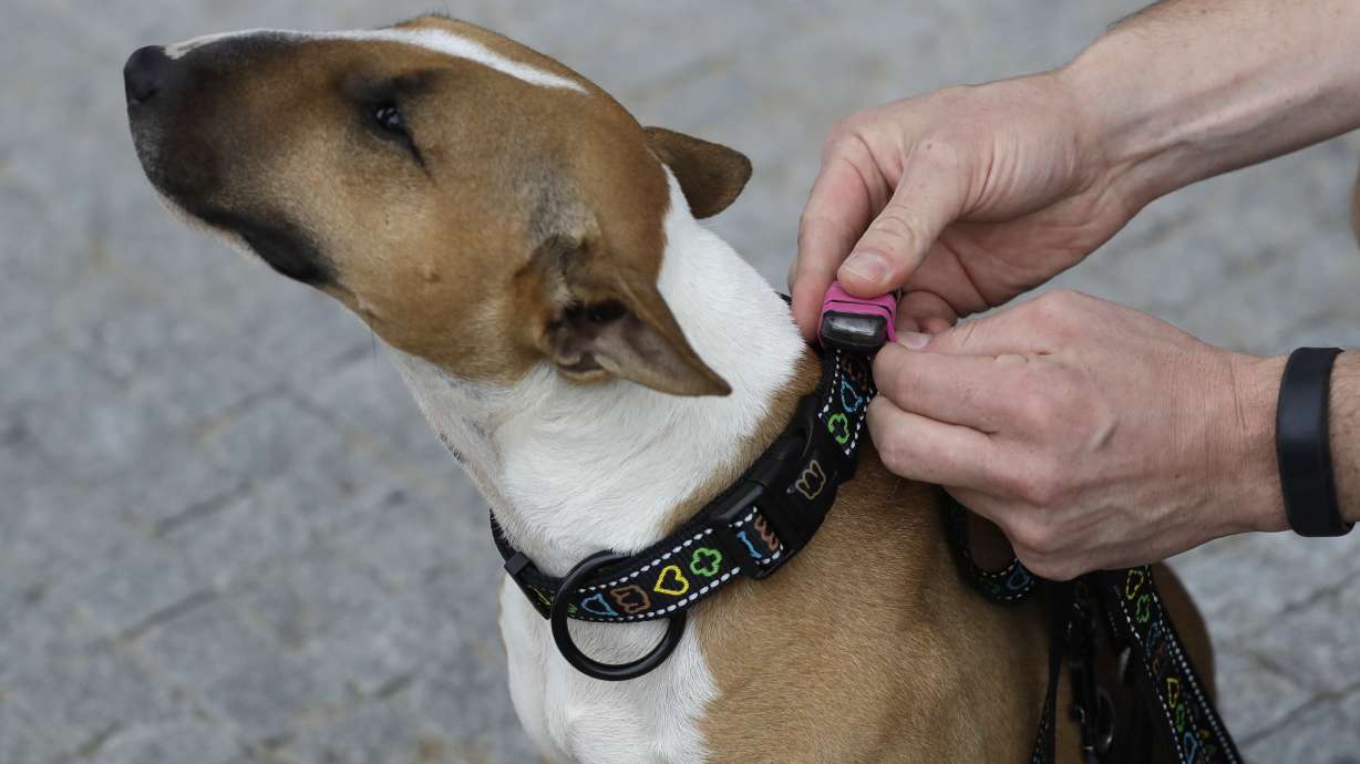 A dog's life: Fitness trackers help put fat pets on a diet