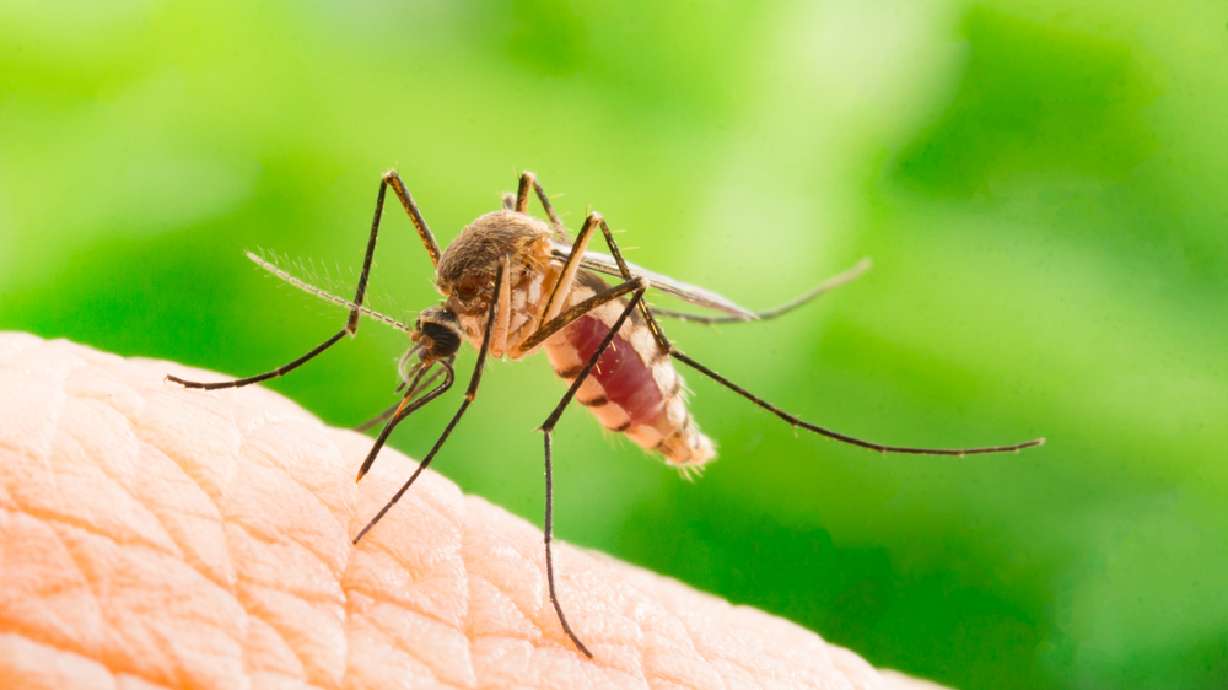 Mosquitoes in Stansbury Park area test positive for West Nile virus