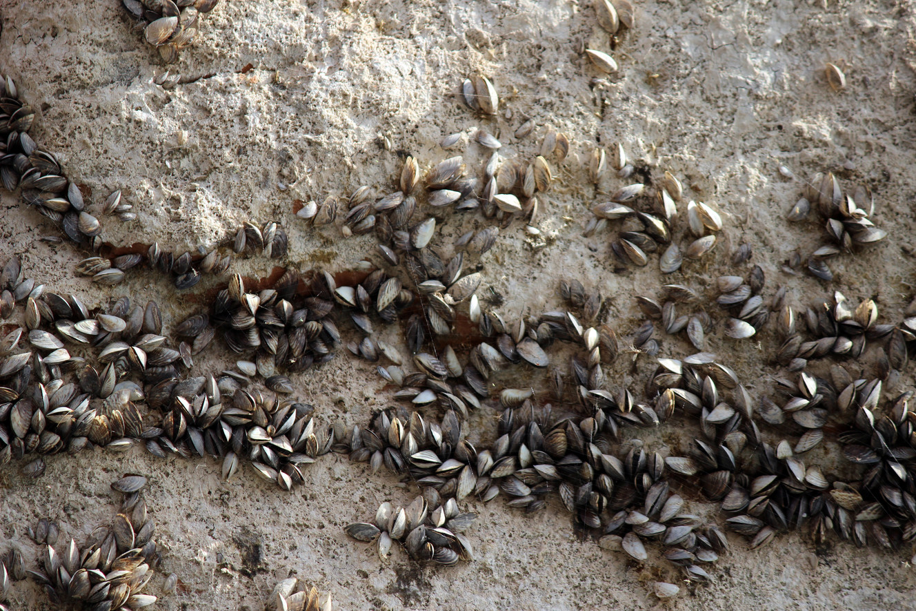 State officials see spike in number of quagga-infested boats in northern Utah