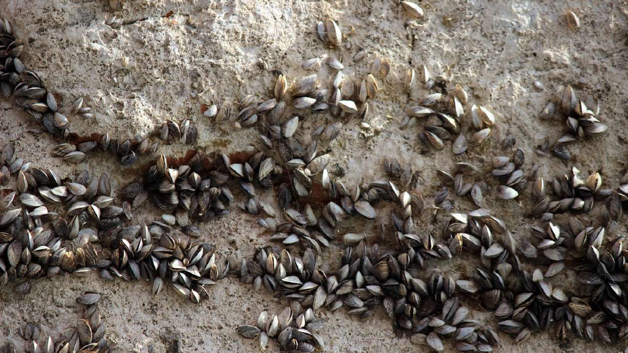 State officials see spike in number of quagga-infested boats in northern Utah