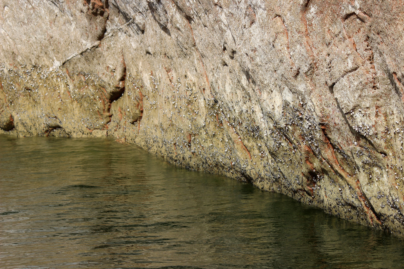 Quagga mussels on a wall at Lake Powell. (Photo: Devan Chavez, Utah State Parks)