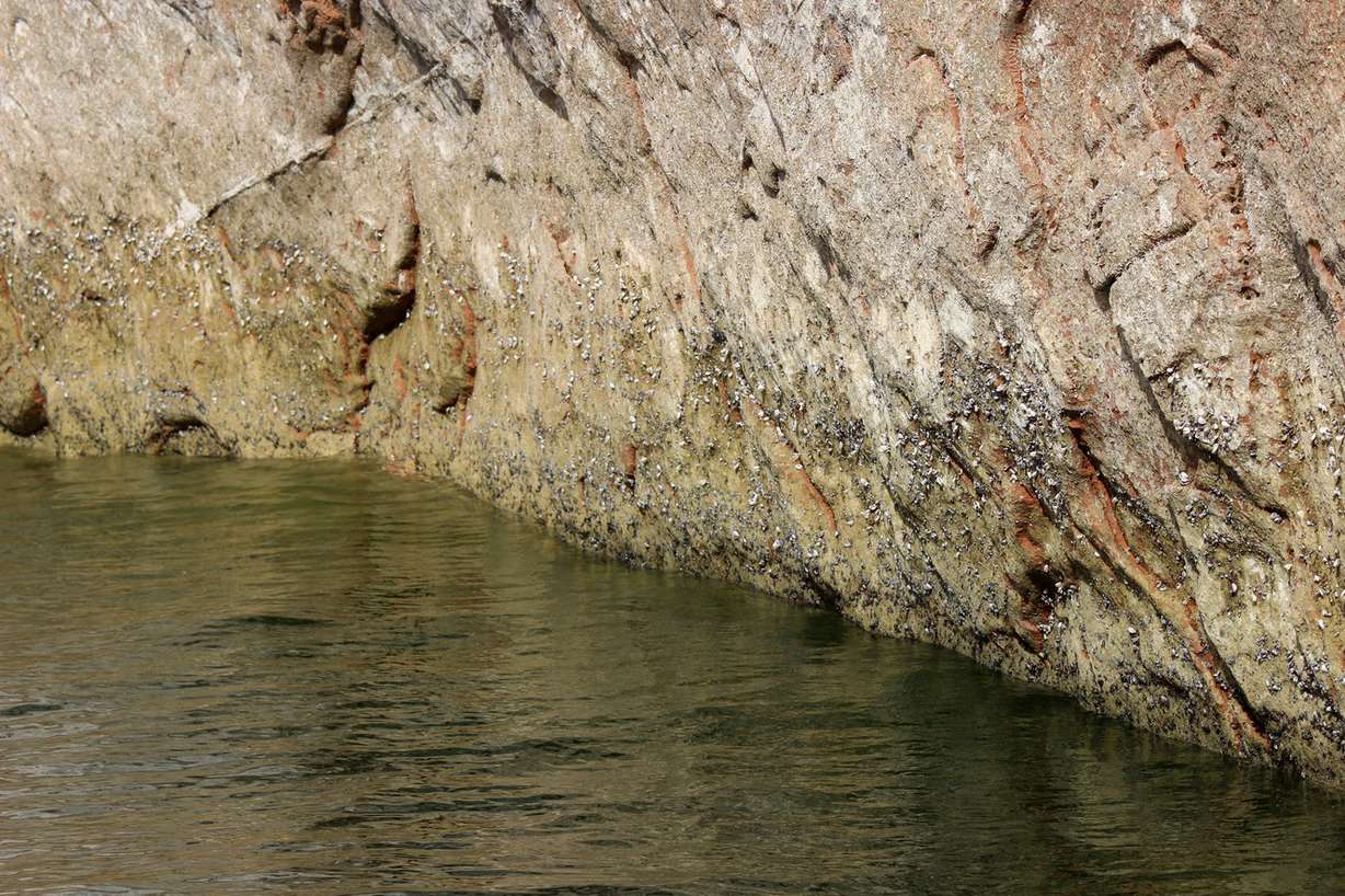 Quagga mussels on a wall at Lake Powell. (Photo: Devan Chavez, Utah State Parks)