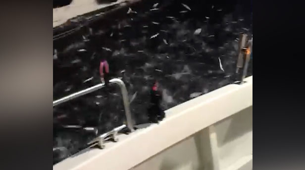 Video: Thousands of fish go airborne around stunned anglers