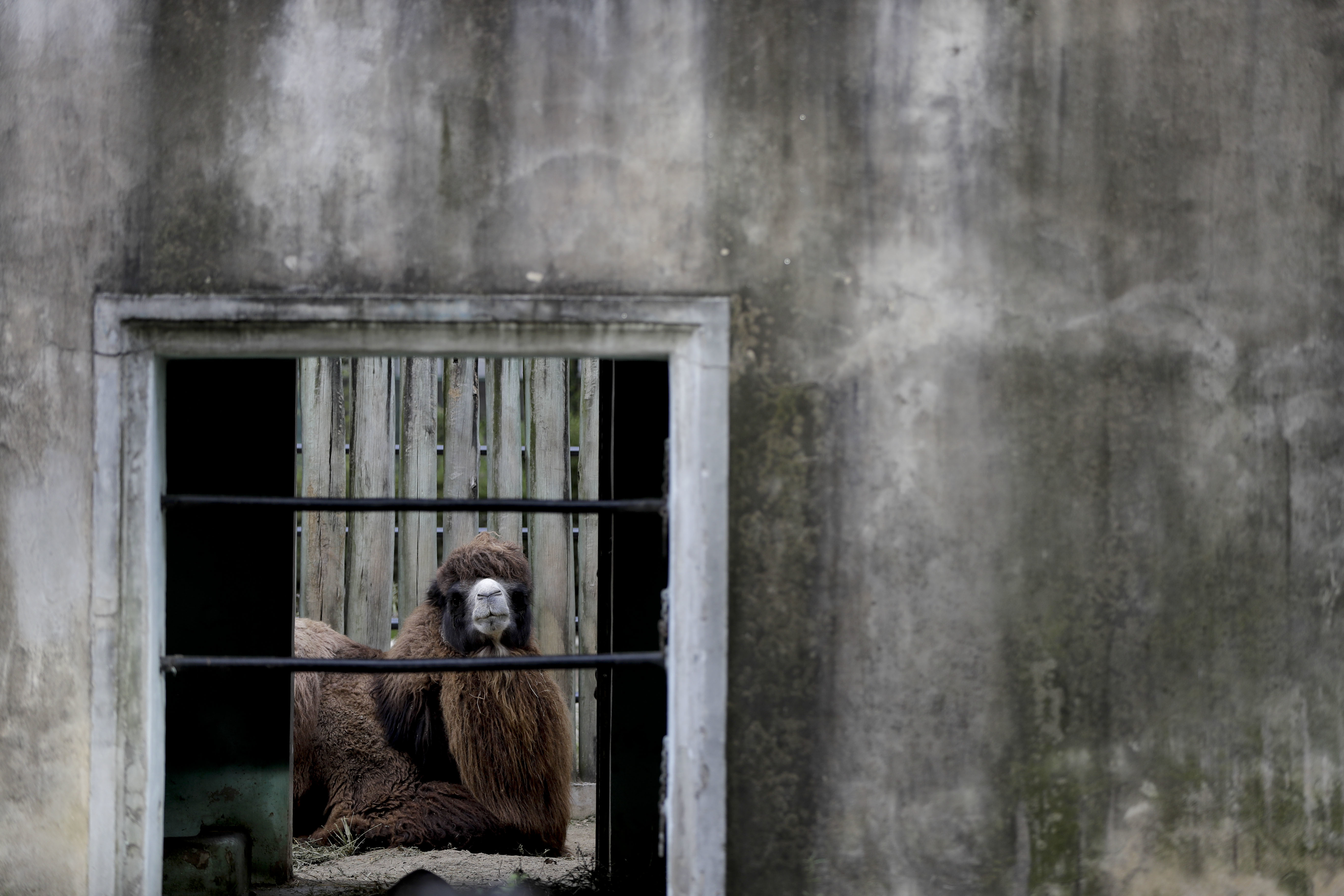 Giraffe, rhino deaths raise alarm at former Buenos Aires zoo