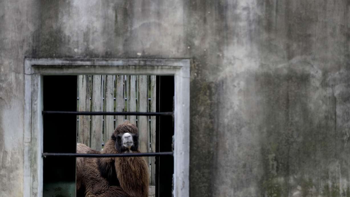 Giraffe, rhino deaths raise alarm at former Buenos Aires zoo