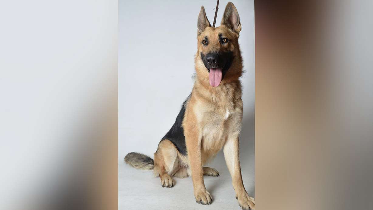 Draper firefighter Patrick Cullen spotted Mendo, a German shepherd, thuddled under a tree while Cullen was fighting the Mendocino Complex Fire in California. Veteran firefighter Matt Burchett was killed in the fire. Now, Cullen has adopted the dog he rescued. (Photo: Mendocino County Animal Shelter)