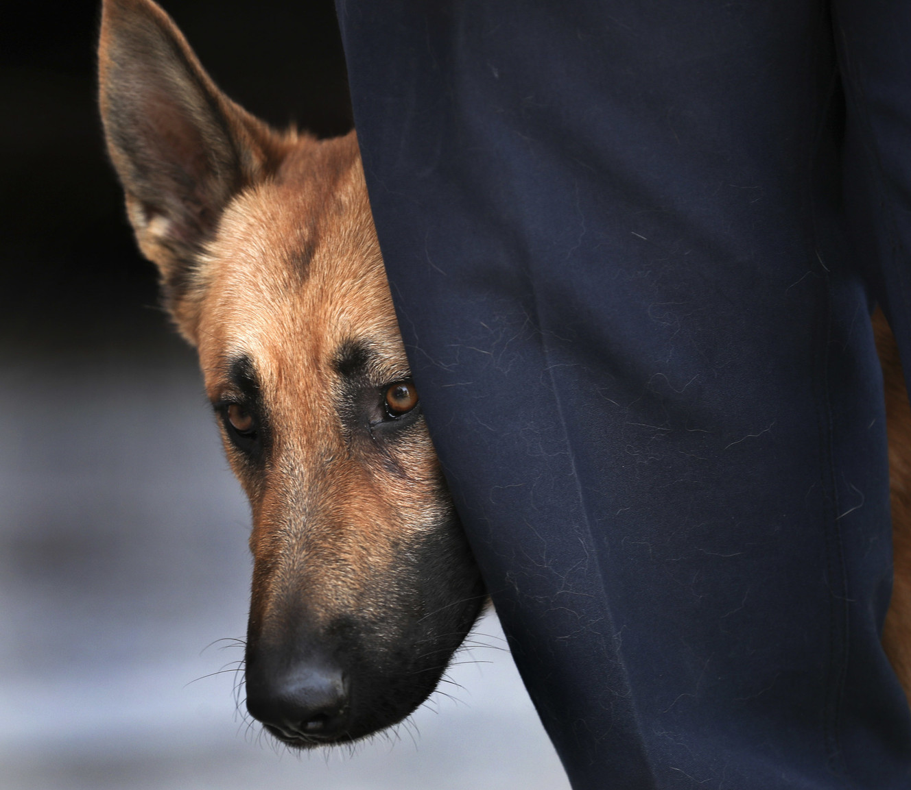 Draper firefighter Patrick Cullen with his new dog, Mendo, at Fire Station No. 21 in Draper on Monday, Aug. 27, 2018. While working the Mendocino Complex Fire in Northern California, Cullen saw a dog huddled under a tree. He brought the German shepherd puppy to the Mendocino Animal Hospital for treatment where the dog was named Mendo by firefighters. Mendo soon received a clean bill of health, and after no one claimed the dog, the shelter agreed to let Cullen adopt him. (Photo: Steve Griffin, KSL)