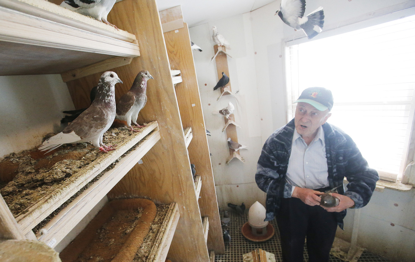 Boris Majnaric looks over his pigeons in a backyard shelter in South Jordan on Thursday, April 3, 2014. (Photo: Jeffrey D. Allred, KSL)