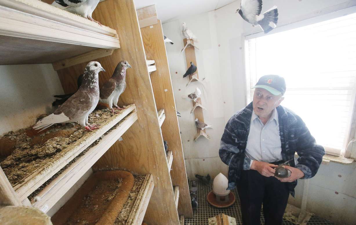 Boris Majnaric looks over his pigeons in a backyard shelter in South Jordan on Thursday, April 3, 2014. (Photo: Jeffrey D. Allred, KSL)