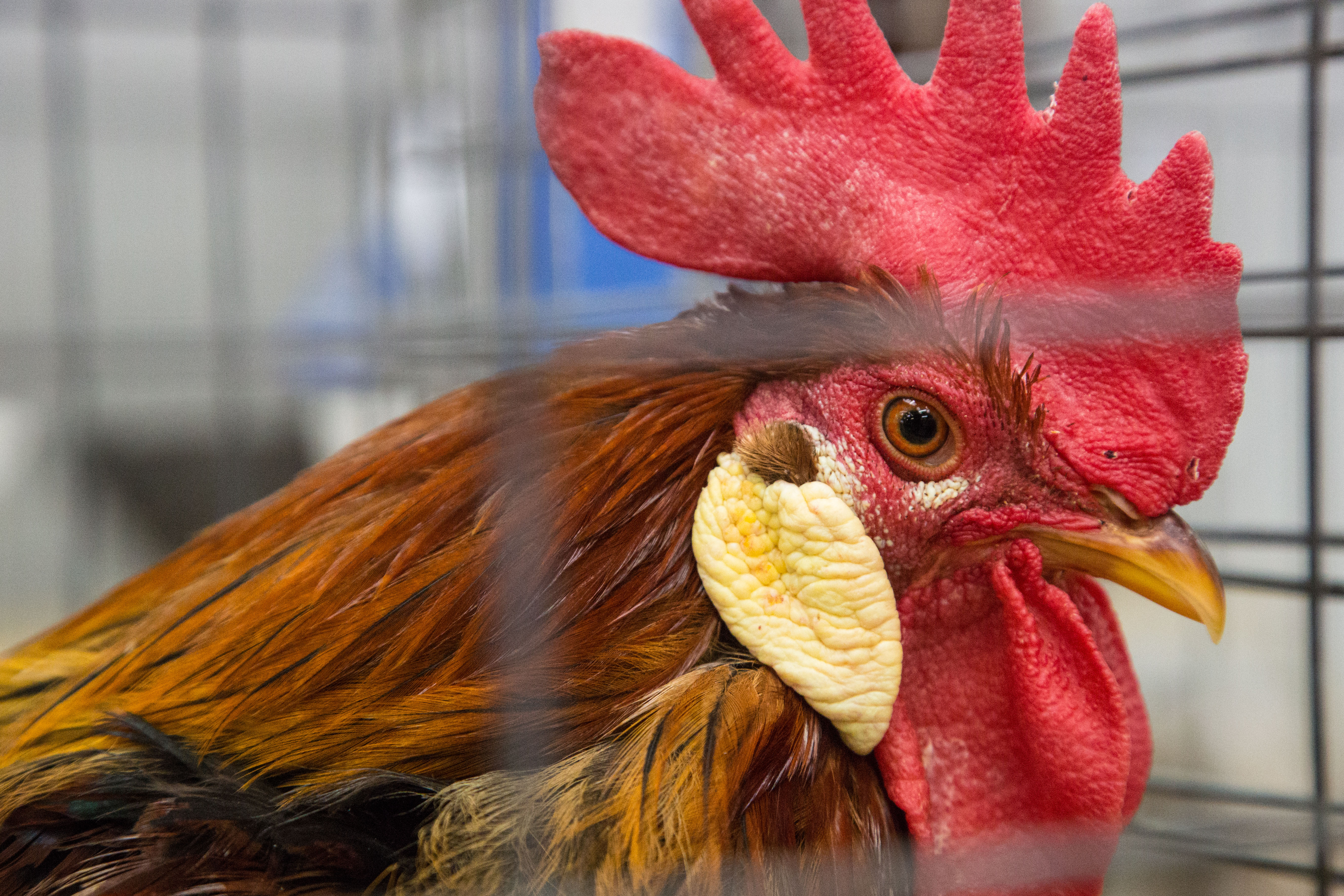 Photo courtesy of Utah State Fair