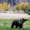 Hiker injured by grizzly bear in Yellowstone National Park