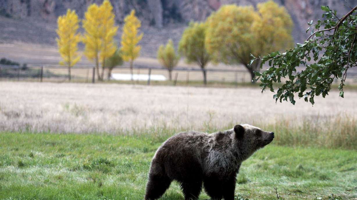 Judge blocks Saturday's grizzly hunts in Wyoming, Idaho