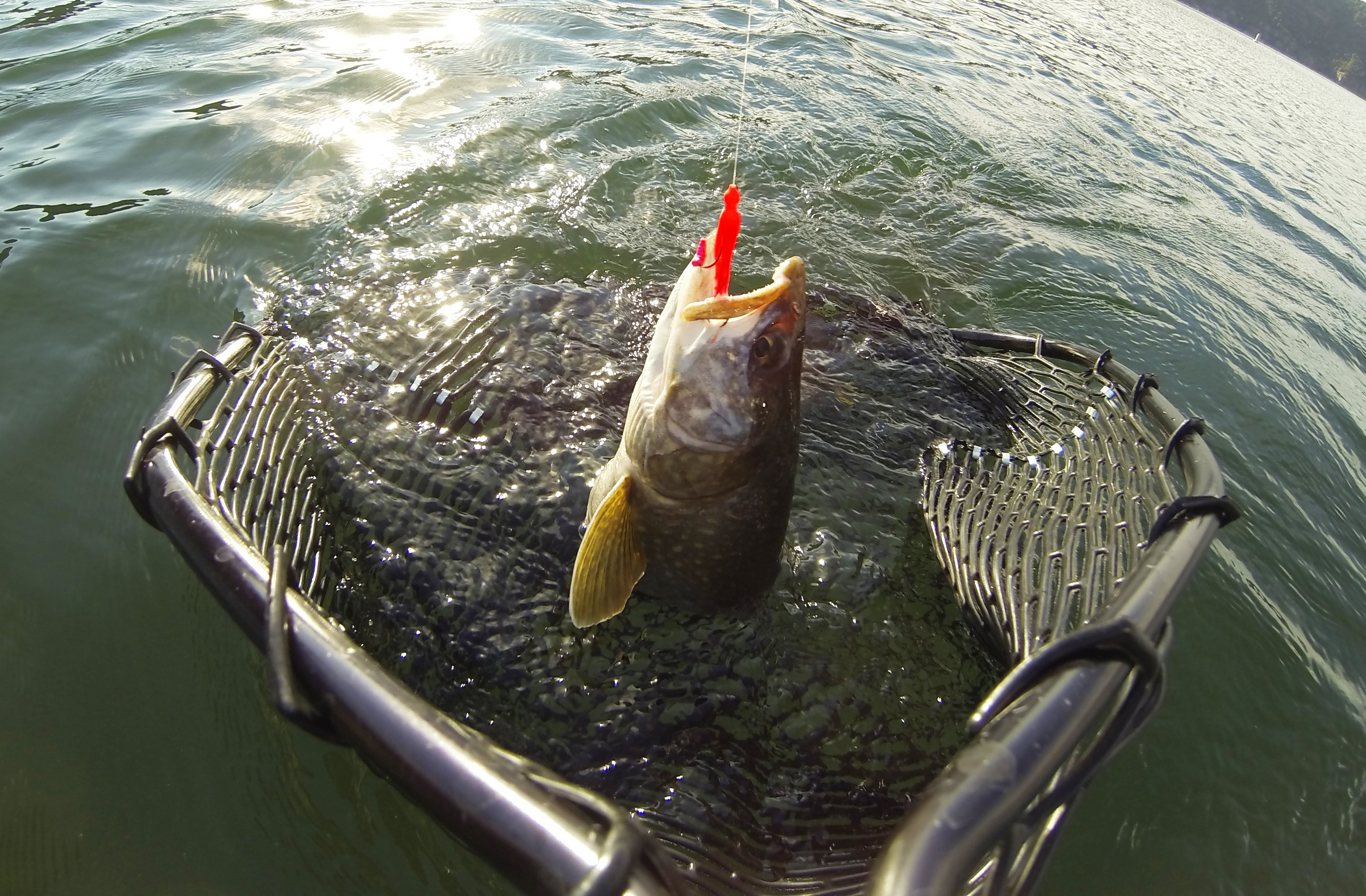 Using corn as bait for fishing all Utah waters, other changes proposed for 2019-2020