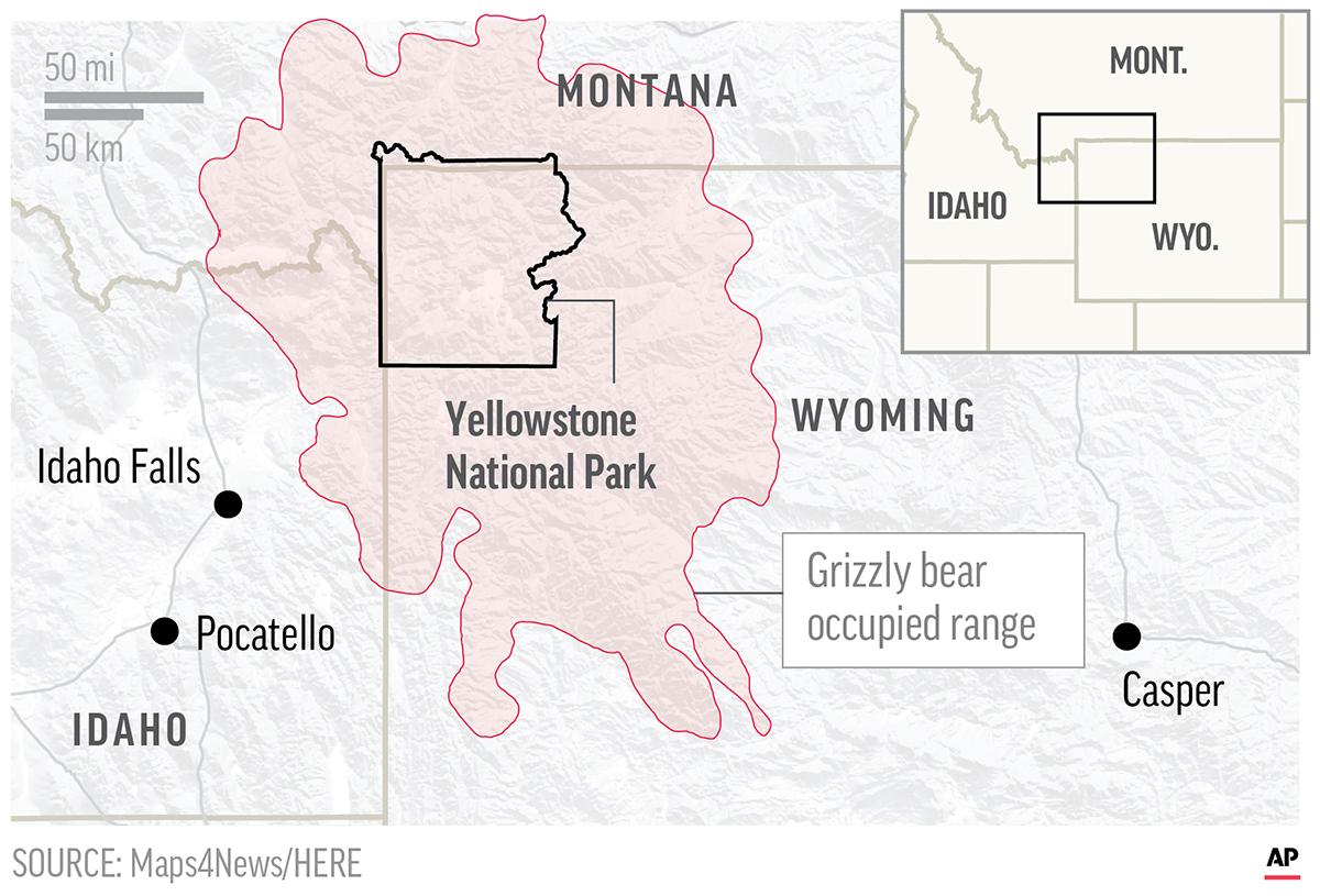 Map shows grizzly bear occupied range across Yellowstone National Park. (Associated Press)