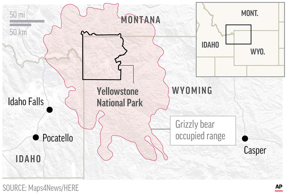 Map shows grizzly bear occupied range across Yellowstone National Park. (Associated Press)