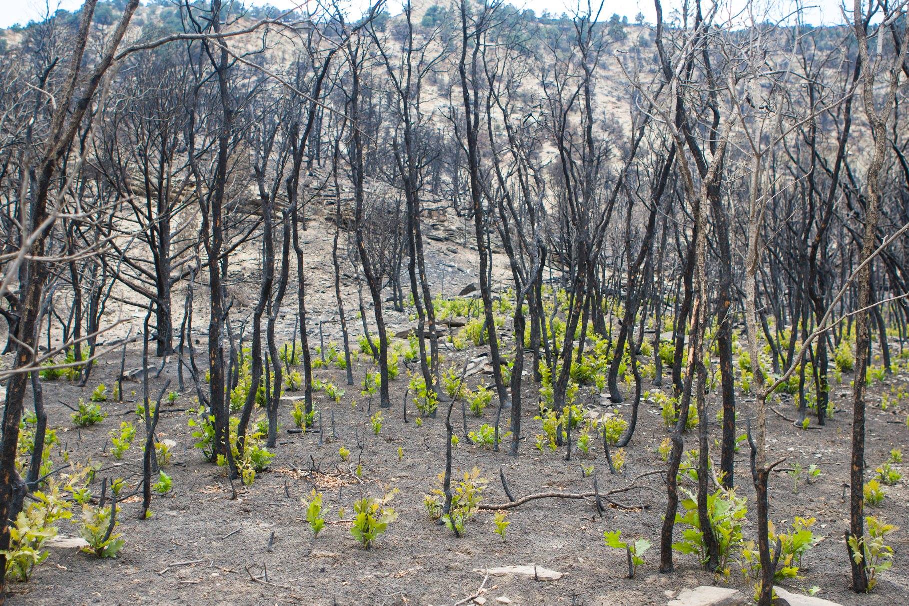 This photo, posted on Aug. 13, 2018, shows regrowth within the burn scar of the Dollar Ridge Fire. Wildlife officials say ash and sediment from the fire could take years to clear out of the nearby Strawberry River. (Photo: Utah Fire Info).