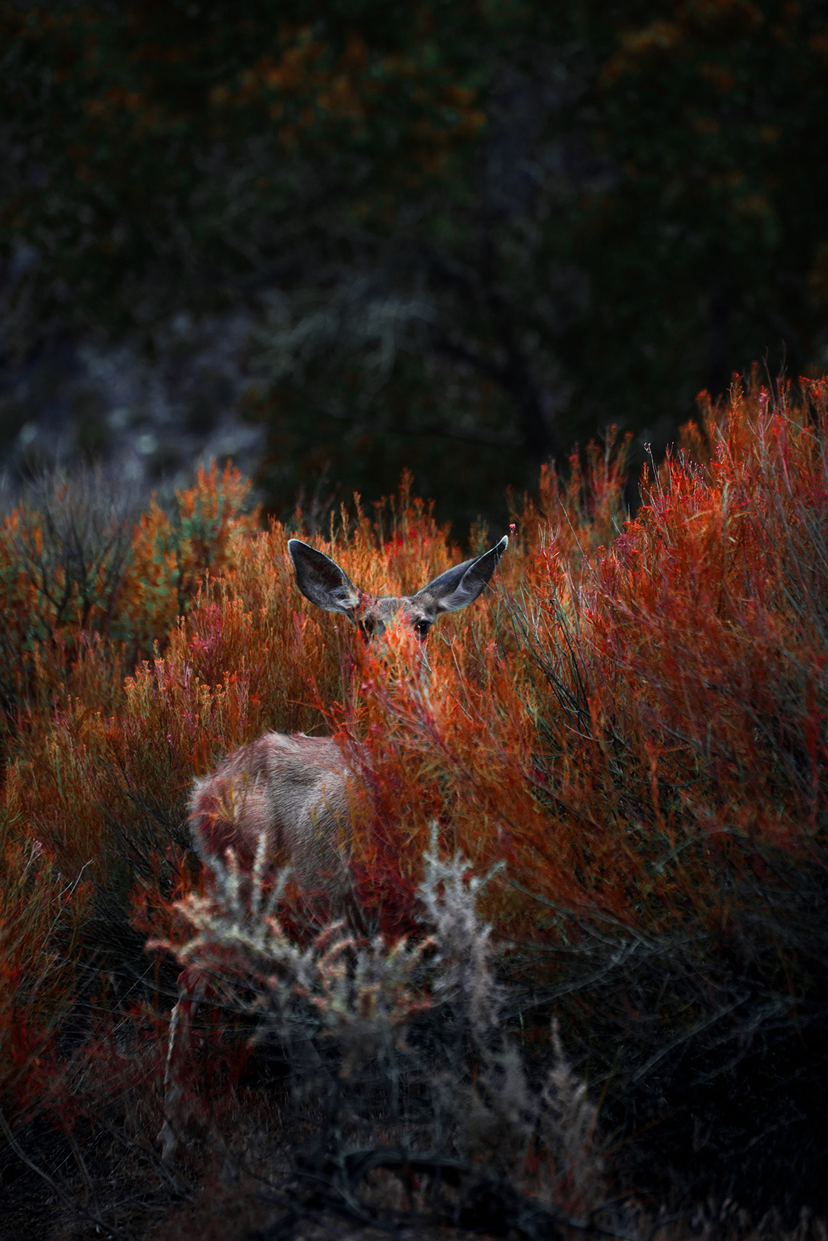 12 incredible photos taken in Utah this summer