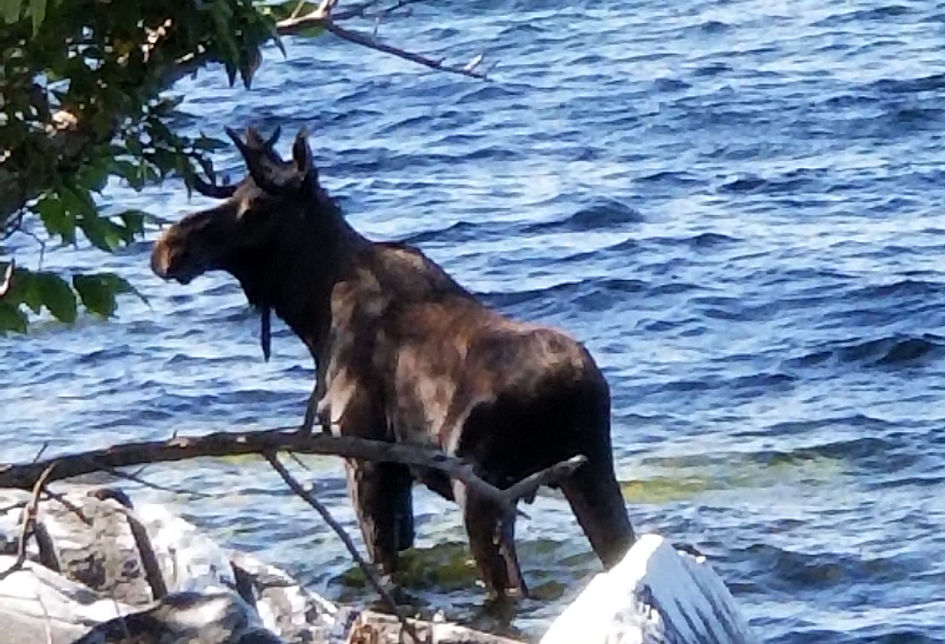 Biologist: Drowned moose likely had brain worm
