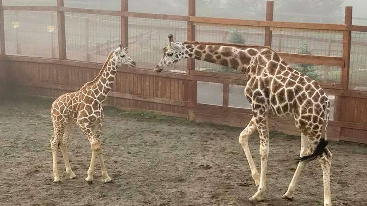 April the Giraffe's son will move from NY to North Carolina