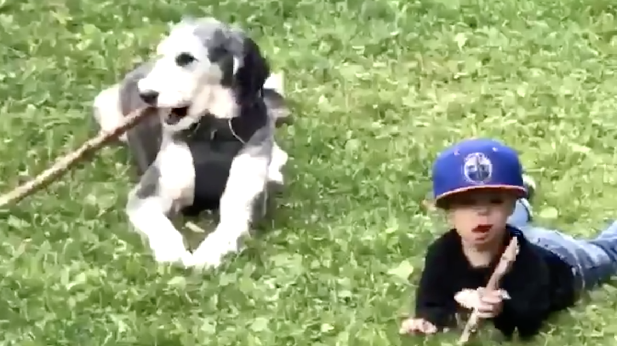 Have You Seen This? Little boy tries (and fails) to play fetch with dog