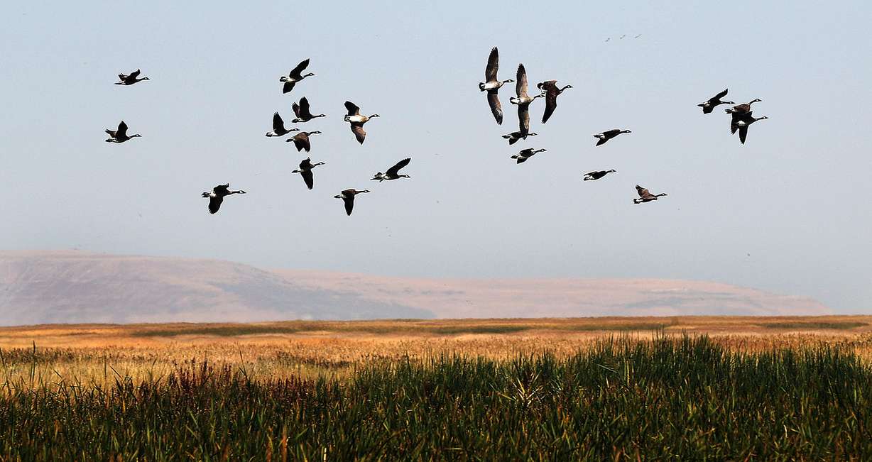 Geese fly by during the opening of the Eccles Wildlife Education Center in Farmington on Wednesday, Sept. 5, 2018. (Photo: Ravell Call, KSL)
