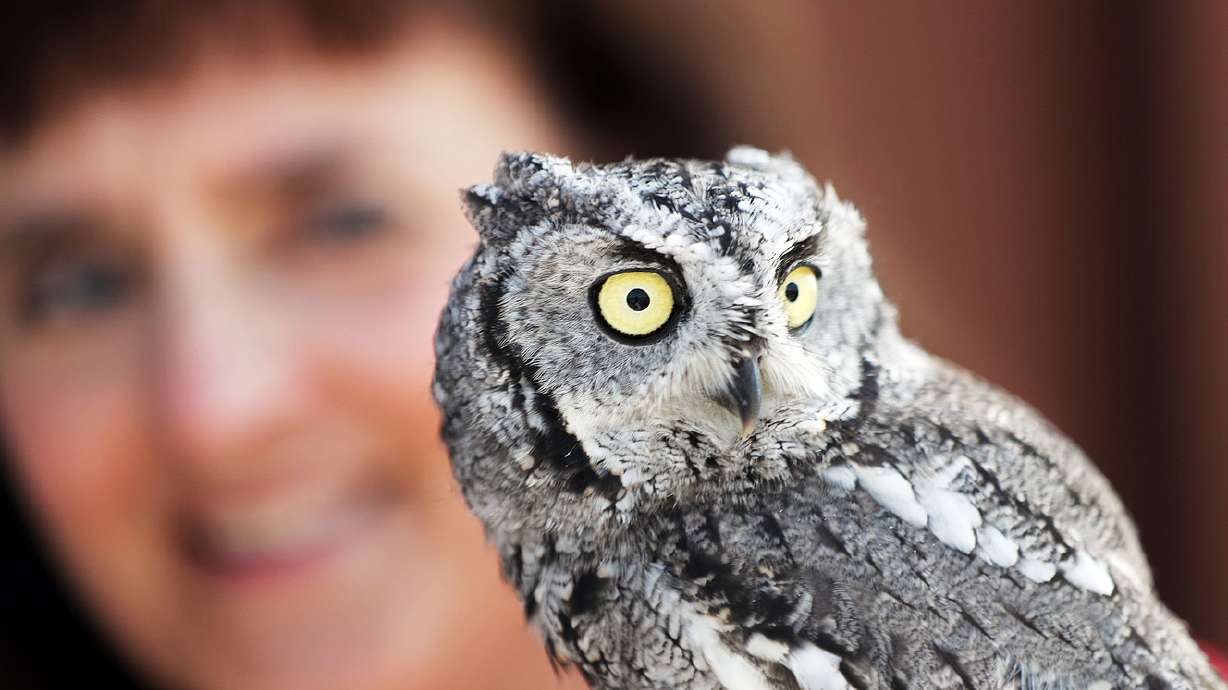 Waterfowl-focused wildlife education center opens on Great Salt Lake's Farmington Bay