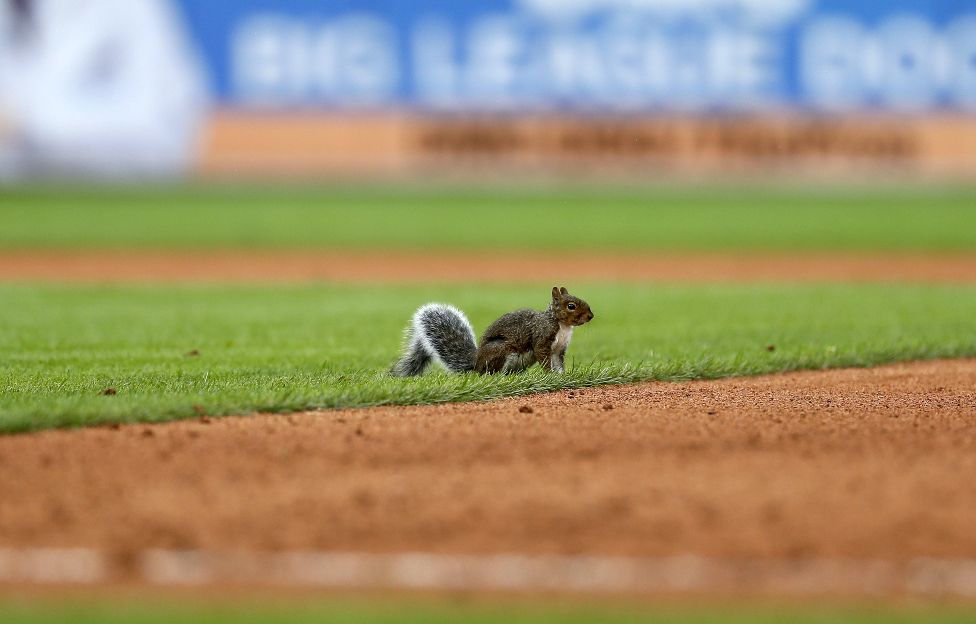 'Rally Squirrel' returns, Cardinals beat Tigers 5-2