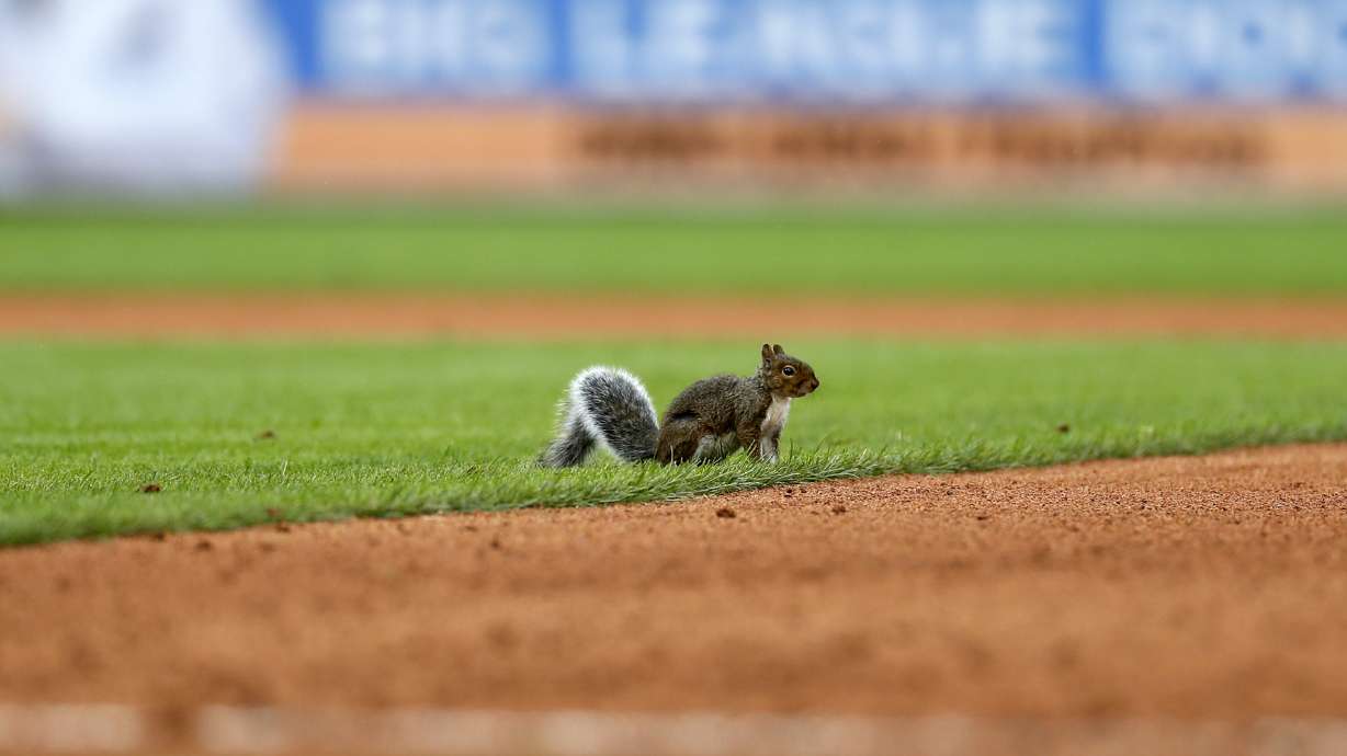 'Rally Squirrel' returns, Cardinals beat Tigers 5-2