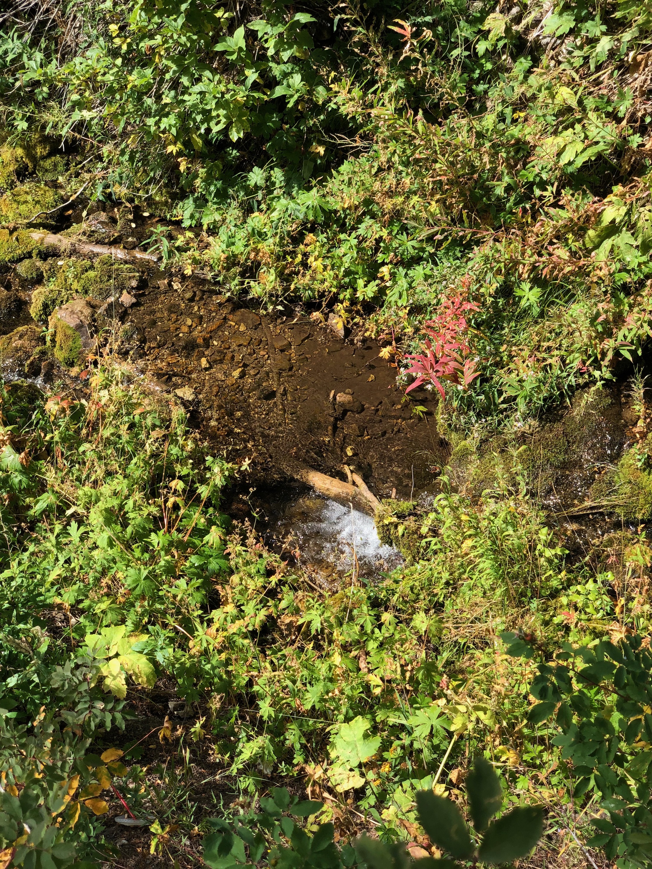 Hikers can follow a stream along the trail to Dog Lake as they climb up the steep incline. (Photo: Cavet Nelson)