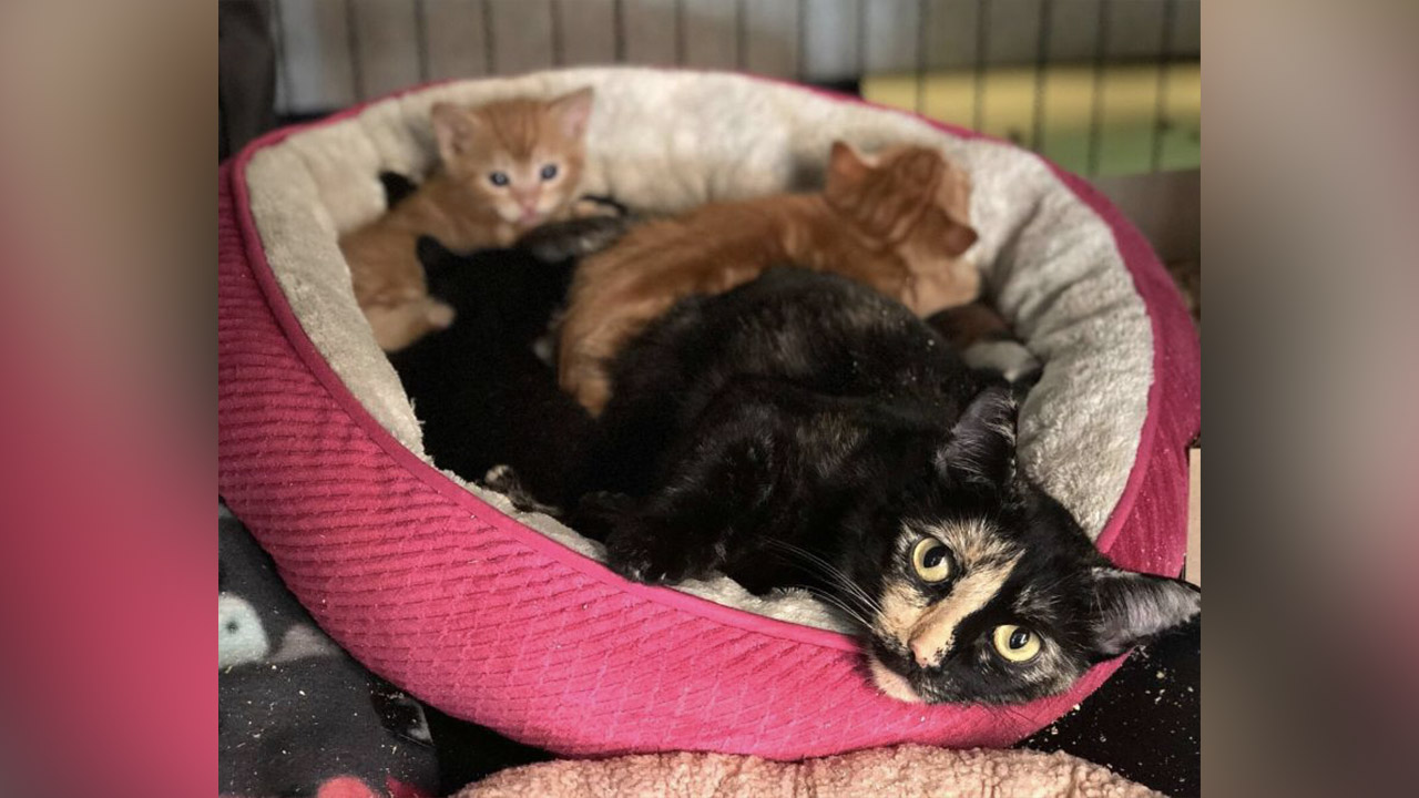 59 cats seized from 'cramped' Idaho motel room