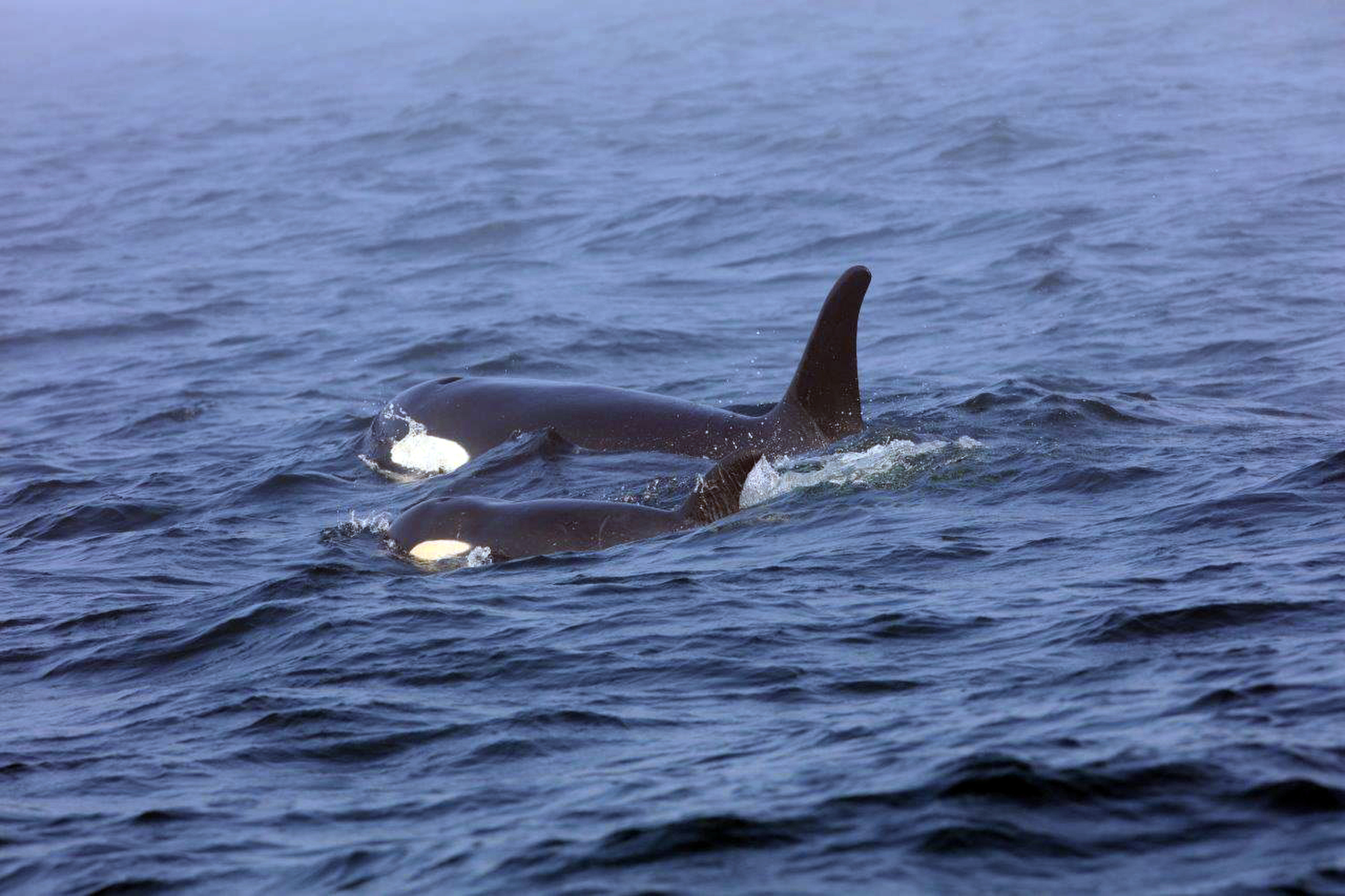 The Latest: Researcher who tracks whales declares orca dead