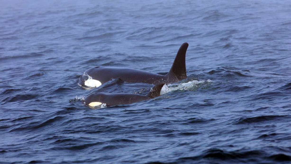 The Latest: Researcher who tracks whales declares orca dead