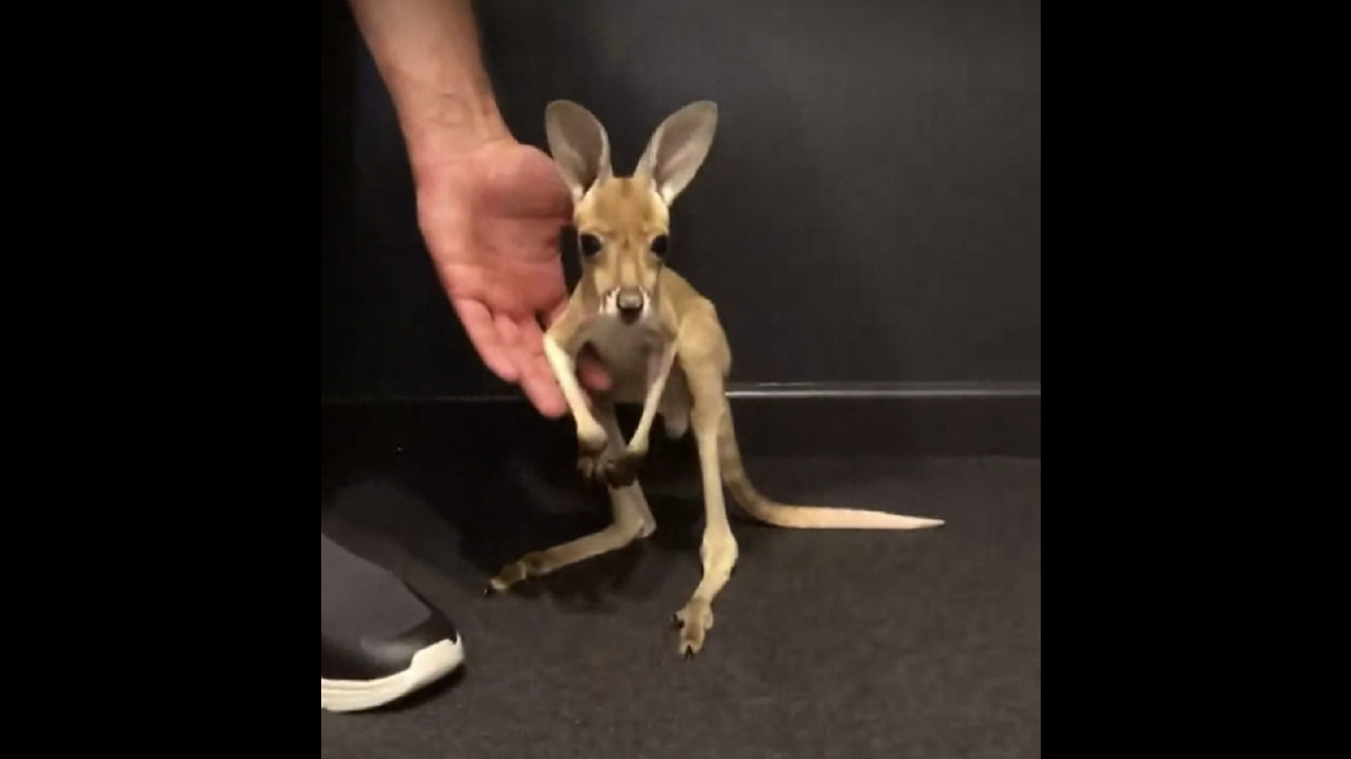 Have You Seen This? Baby kangaroo practices its first hops