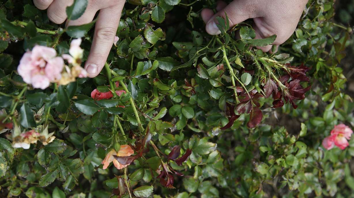 Deadly plant disease threatens $250M rose business