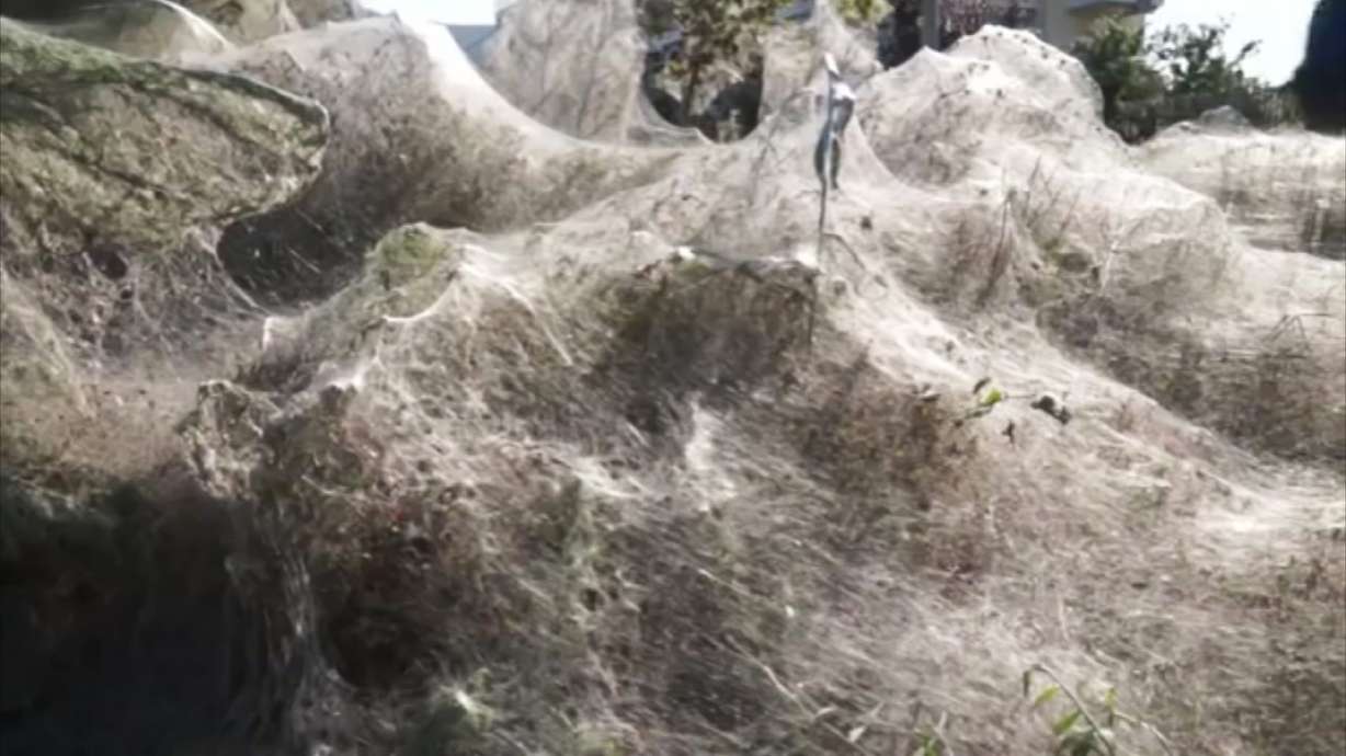 Walk into my parlor: Greek spiders spin giant web over shore