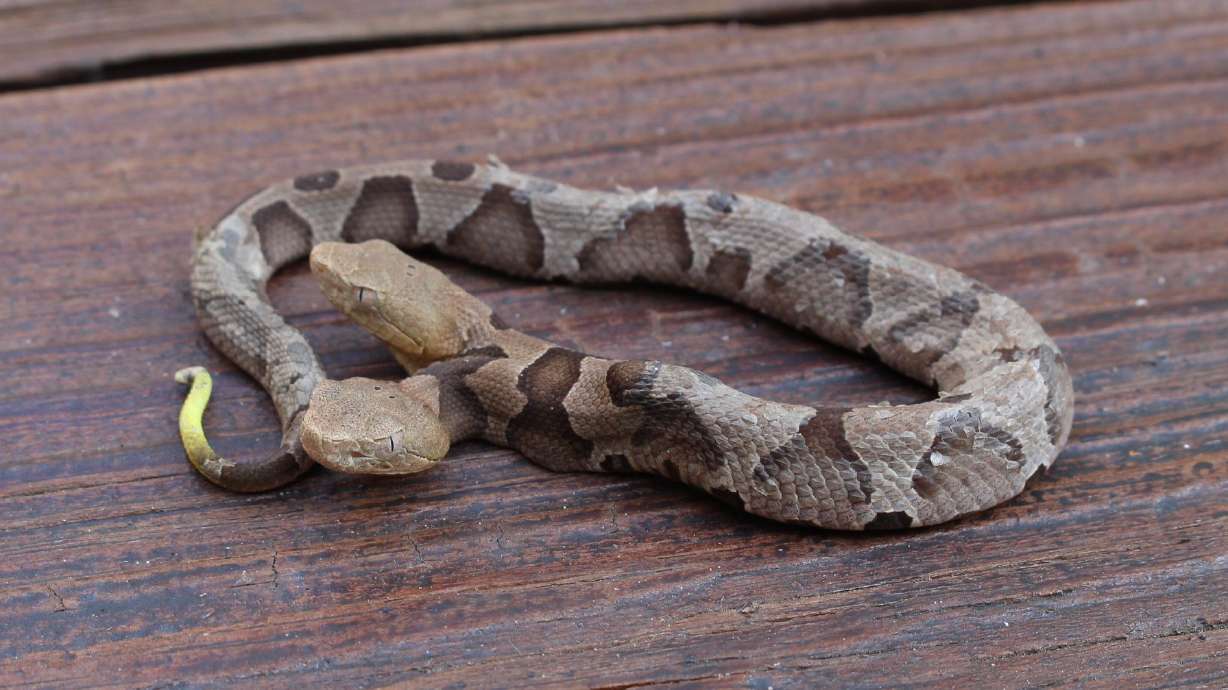 Have You Seen This? 2-headed snake found in Virginia
