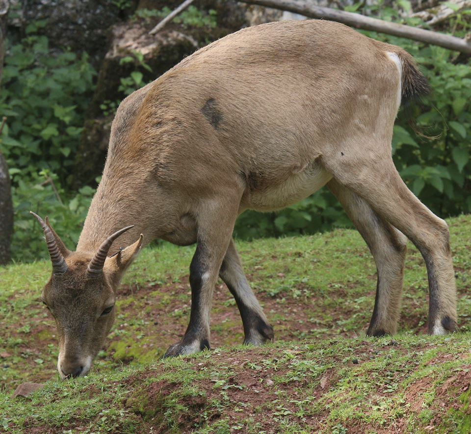 Rare goat-antelope safely back inside UK zoo
