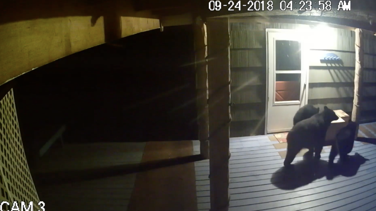 Have You Seen This? Package thief is actually family of bears