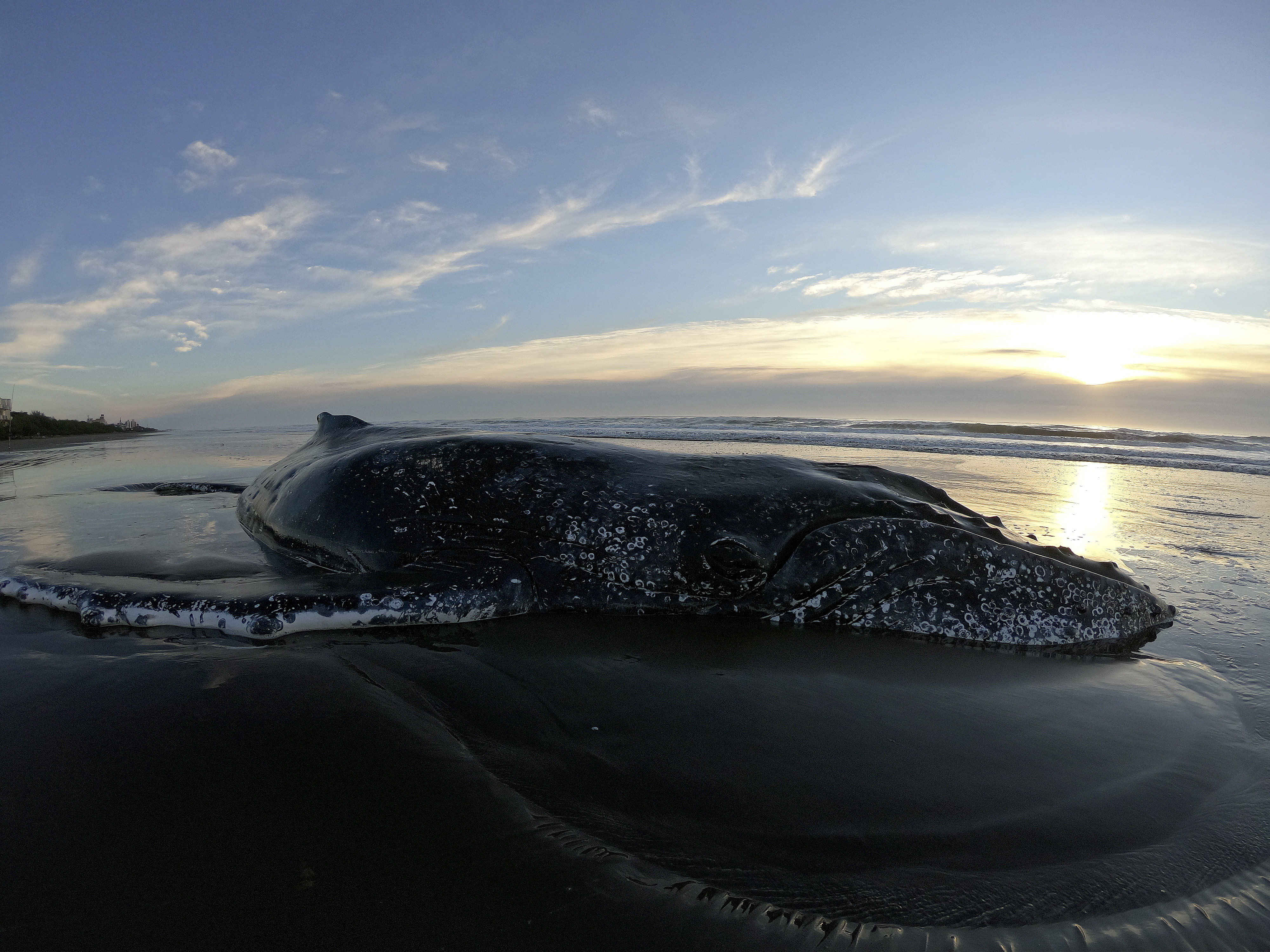 Stranded humpback whale rescued in Argentina