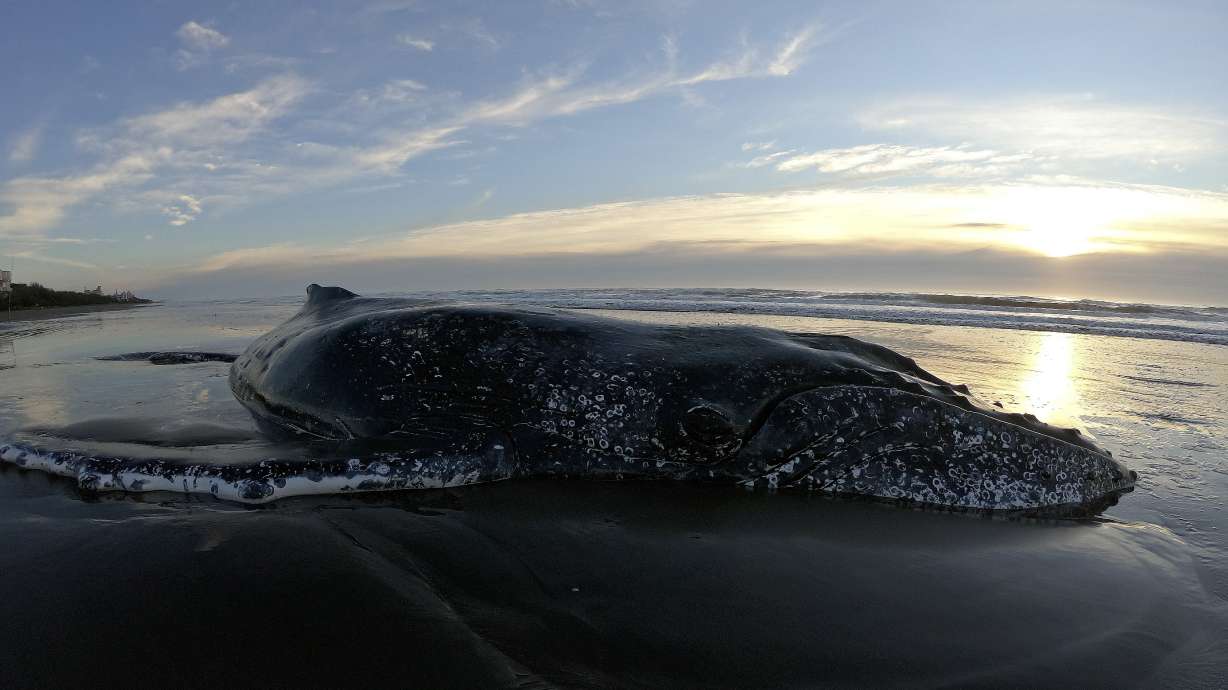 Stranded humpback whale rescued in Argentina