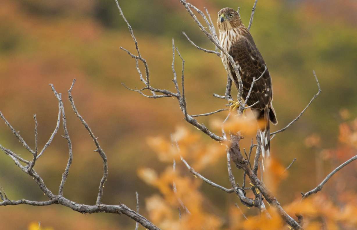 A Cooper's hawk perched on a branch about 50 feet from the Canyon Hollow Trail in Draper on Saturday, Sept. 29, 2018. (Photo: Carter Williams)