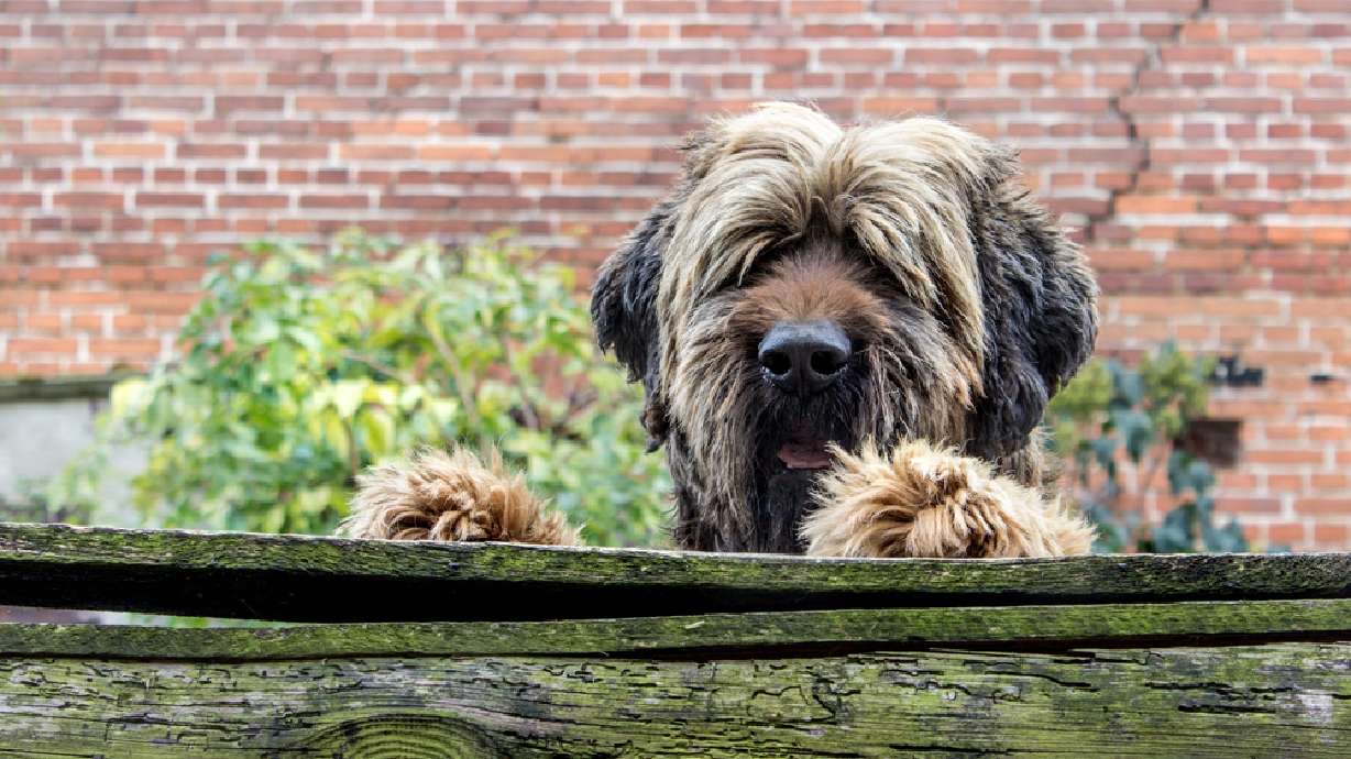 Dogs pooping in someone’s yard no longer a misdemeanor, Washington County decides