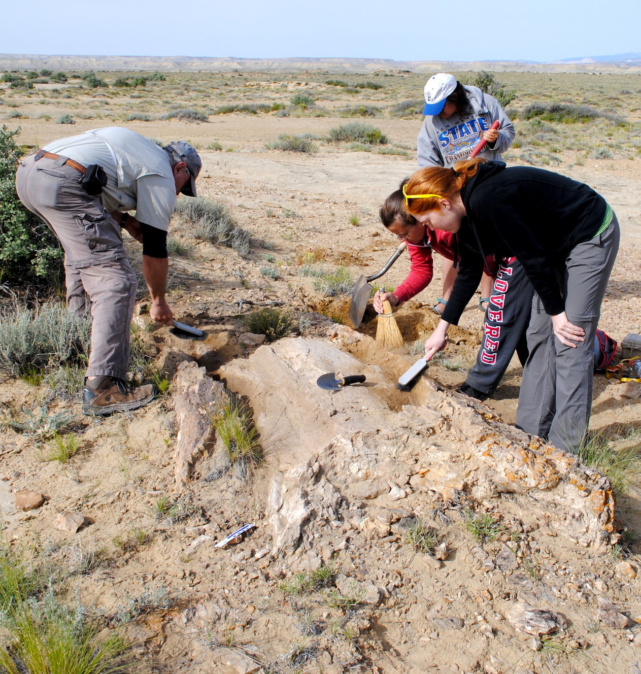 Fossil found in Utah reveals oldest giant flowering tree in North America