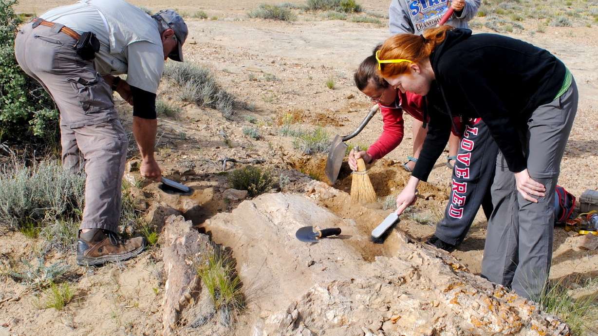 Fossil found in Utah reveals oldest giant flowering tree in North America