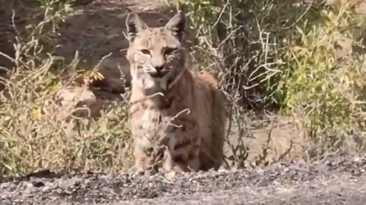 Video shows close encounter with bobcat in Huntington Canyon