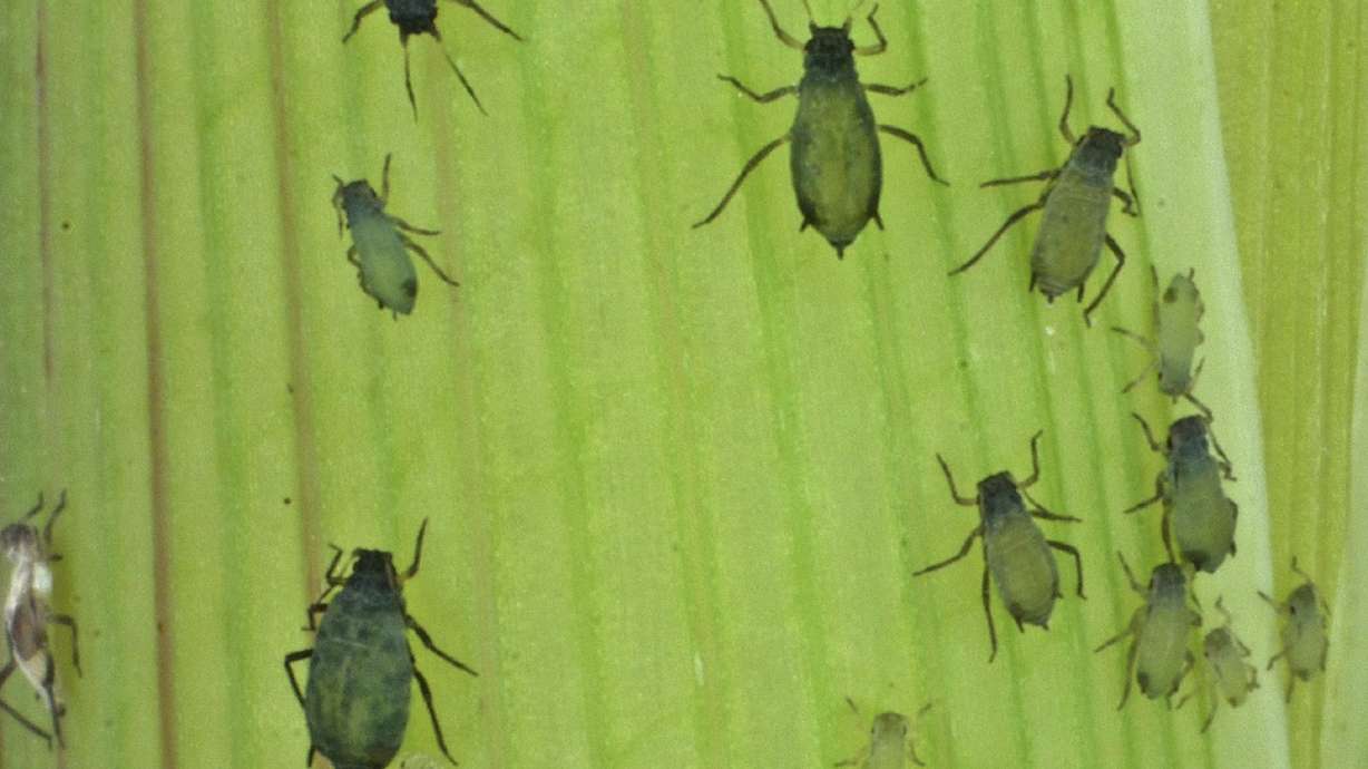 Scientists: US military program could be seen as bioweapon