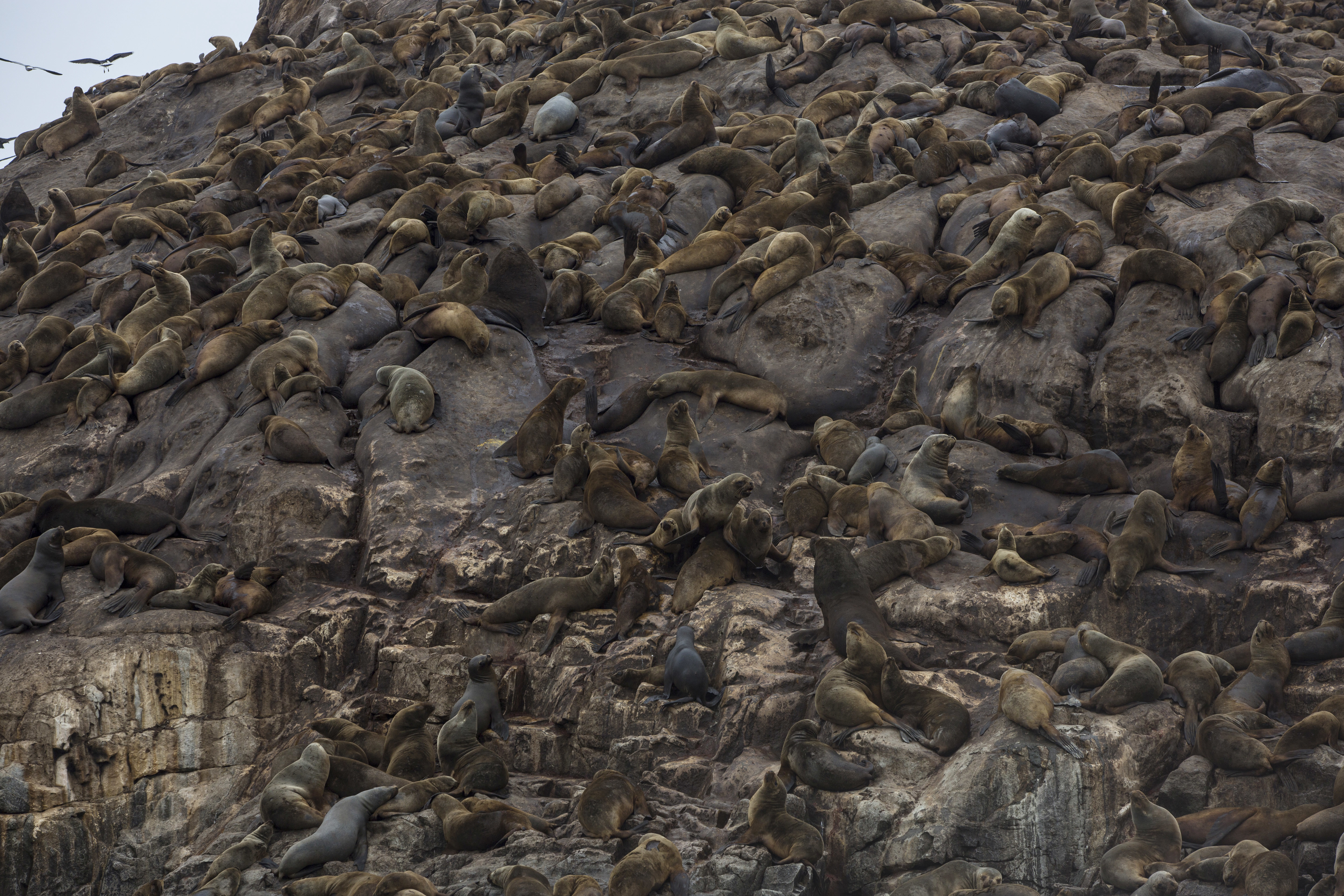 Tourists flock to swim with sea lions near Peru's capital
